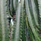 the cactus plant Cereus peruvianusÂ which reminds you of a cowboy movie.  Posture tall, equipped with thorns along the plant line